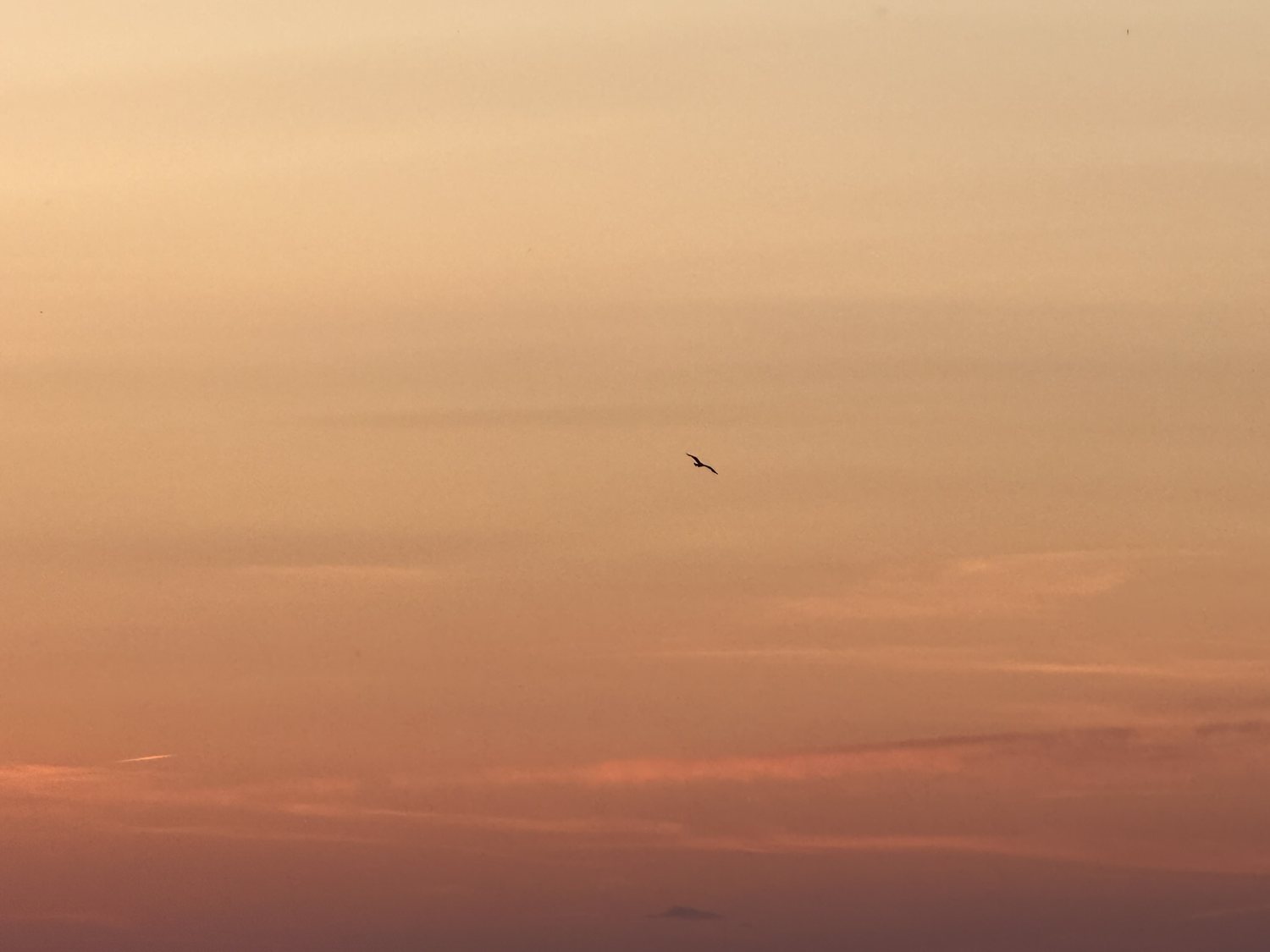 Bird silhouette at sunset