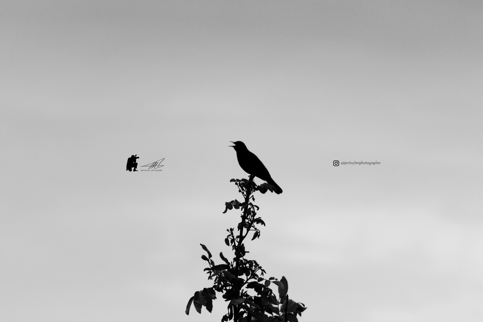Black and white bird silhouette